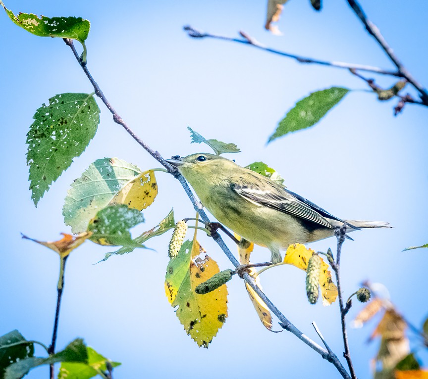 Blackpoll Warbler - ML623210358