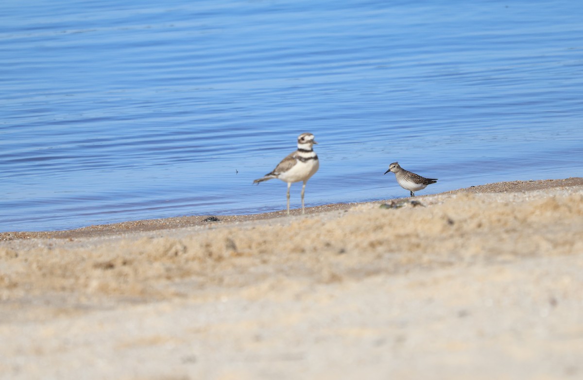 Least Sandpiper - ML623210368