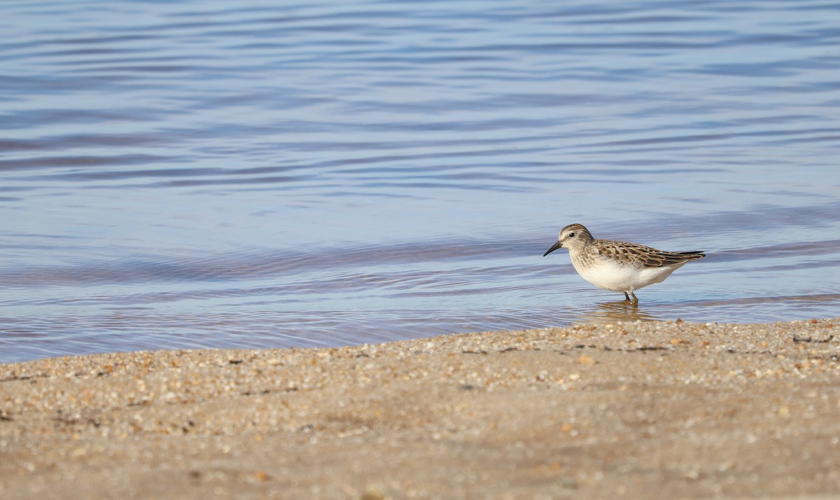 Least Sandpiper - ML623210369