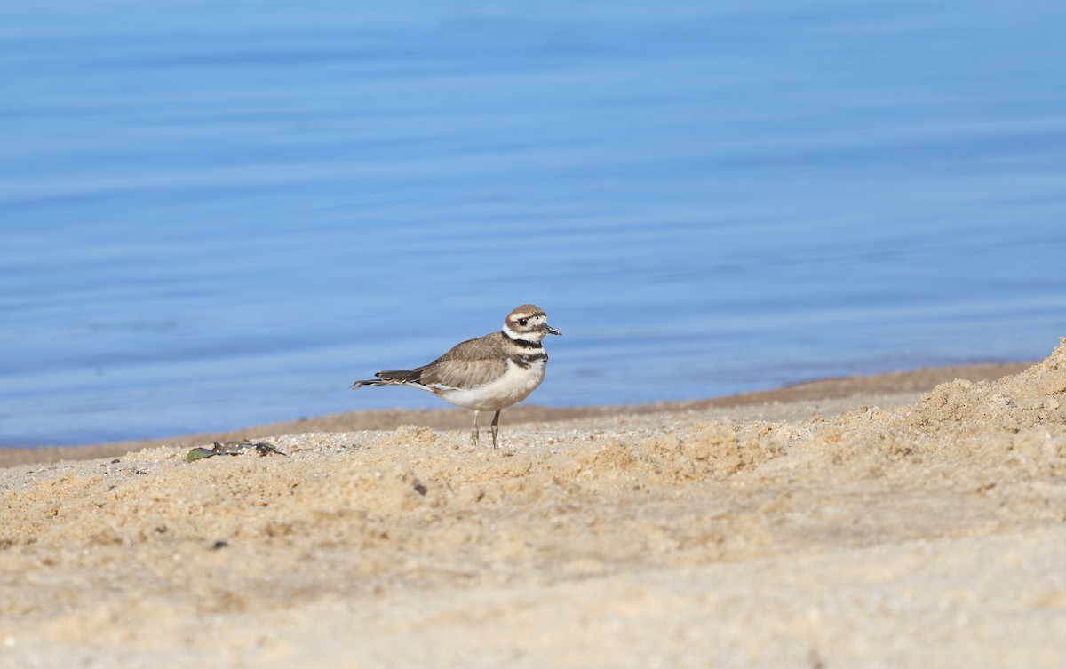 Killdeer - ML623210383
