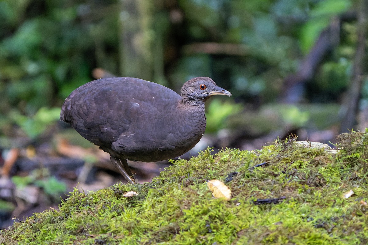 Cinereous Tinamou - ML623210479