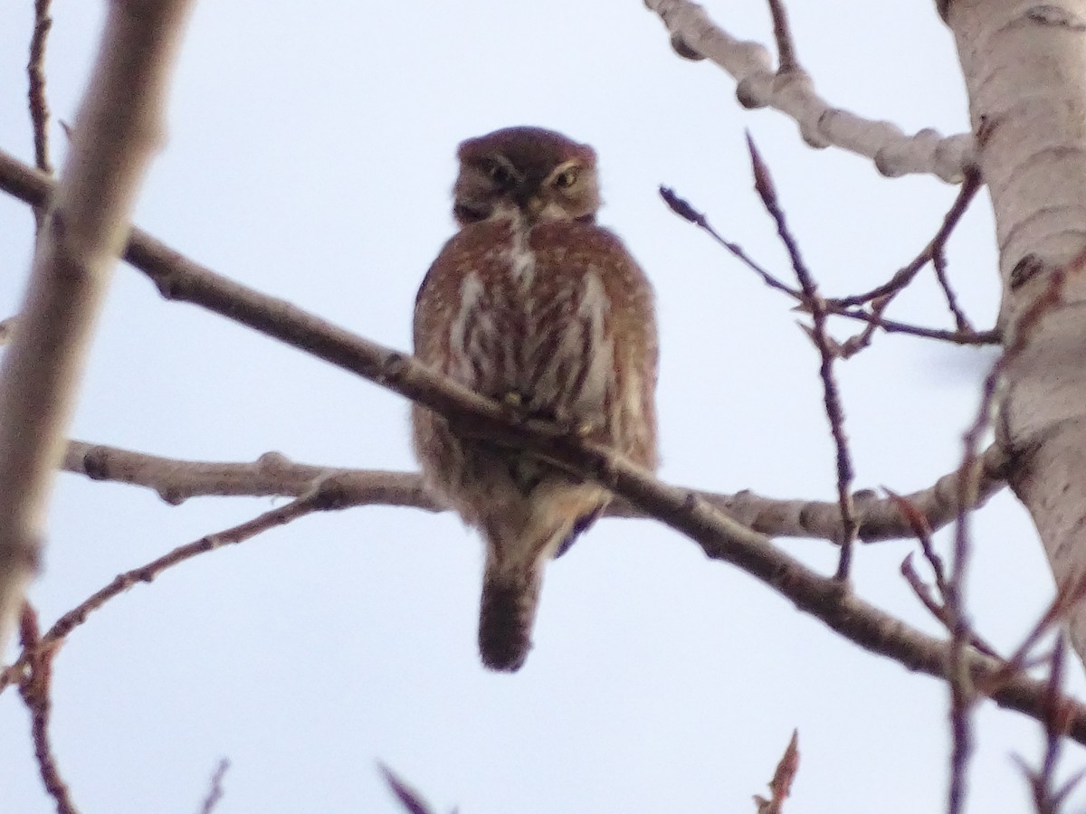 Austral Pygmy-Owl - ML623210490