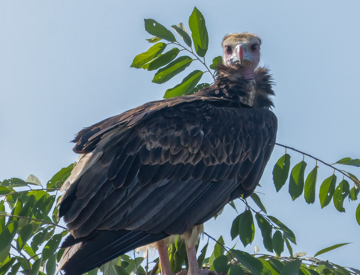 White-headed Vulture - ML623210533