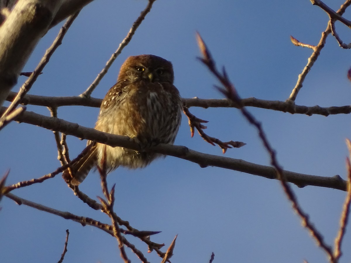 Austral Pygmy-Owl - ML623210560