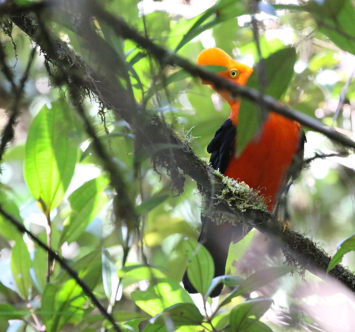 Andean Cock-of-the-rock - ML623210570