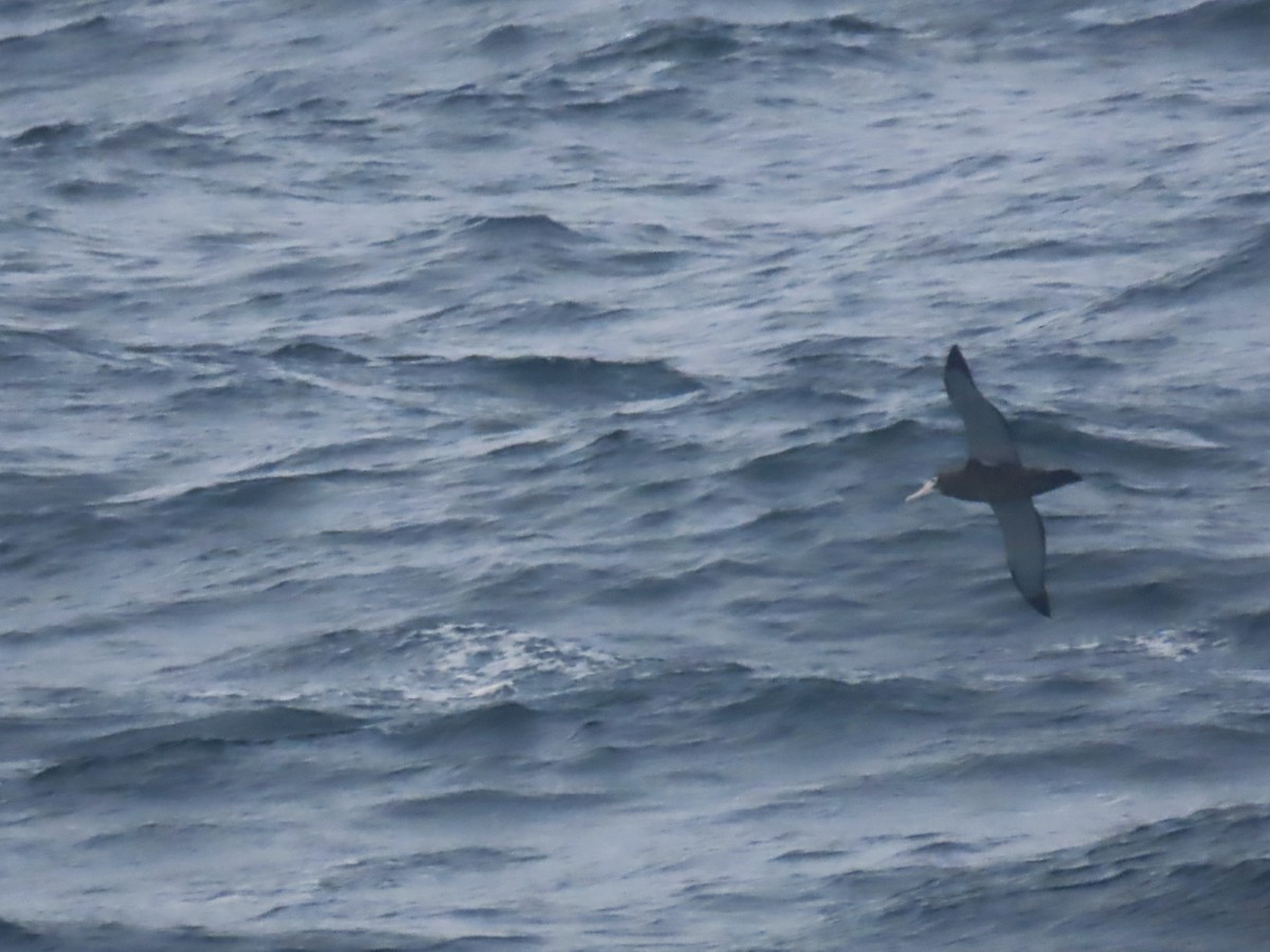 Albatros de Tristan da Cunha - ML623210608