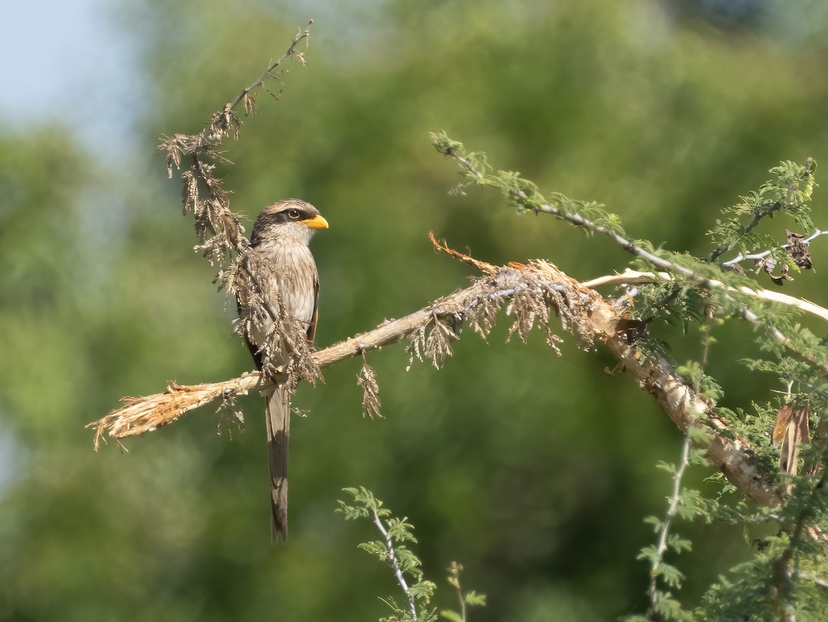 Yellow-billed Shrike - ML623210614