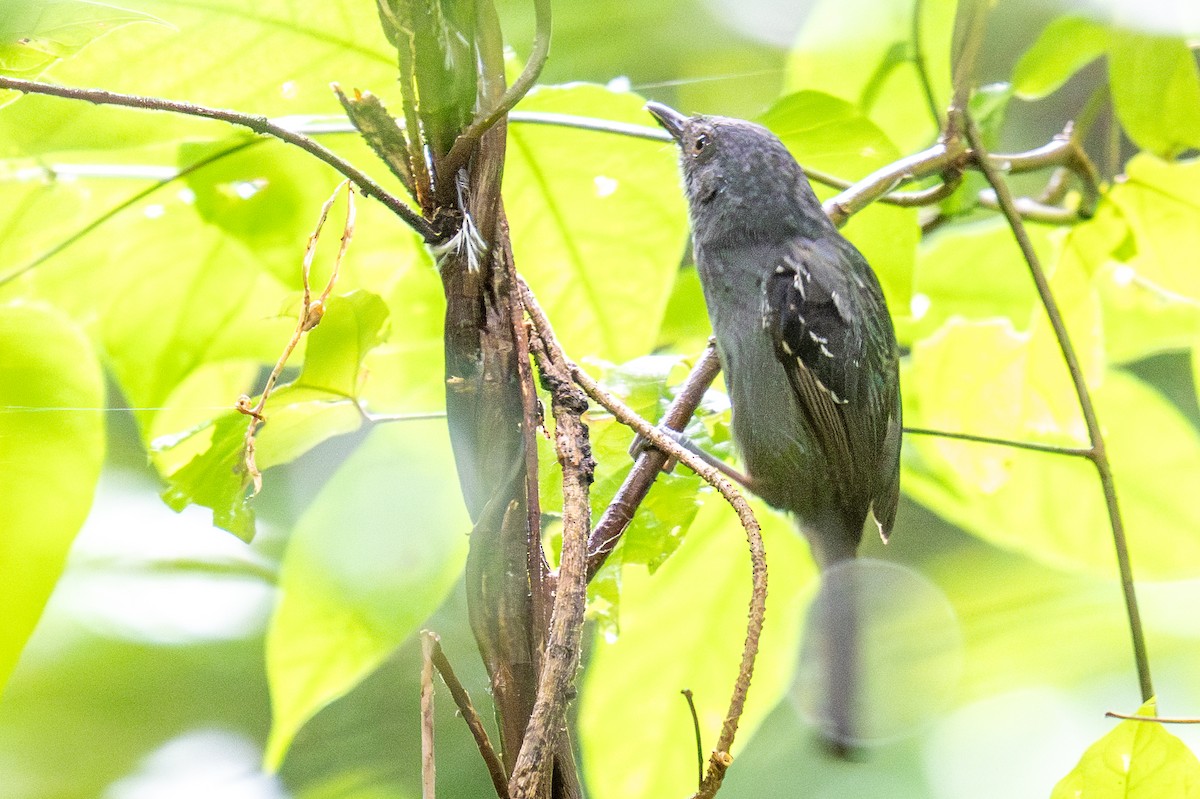 Dusky Antbird - Bruce Miller