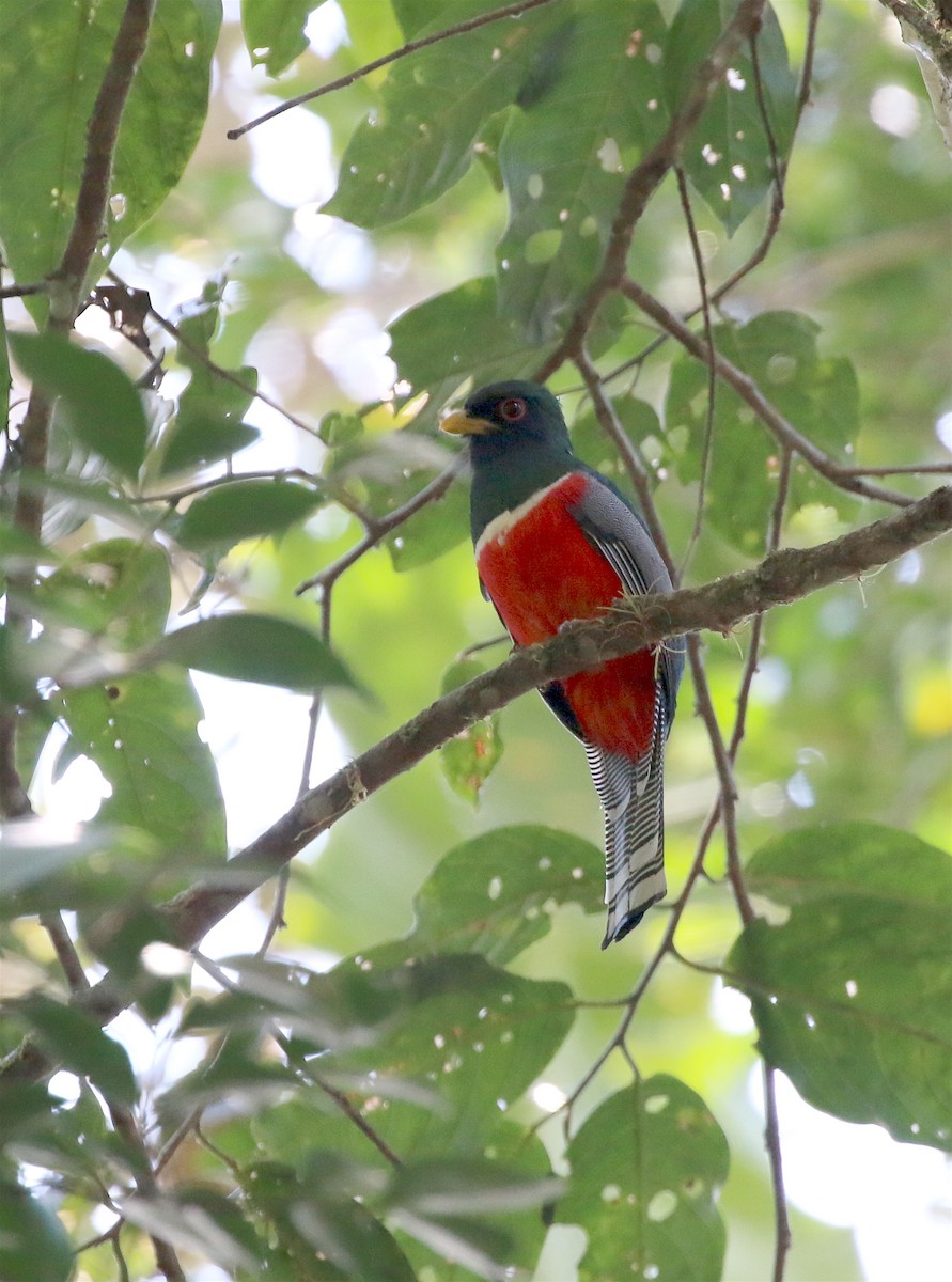 Collared Trogon - ML623210644