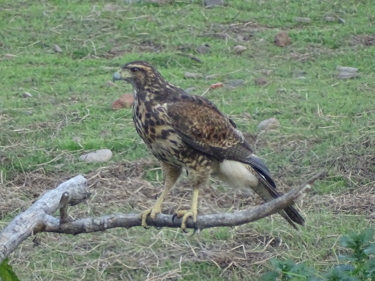 Harris's Hawk - ML623210646