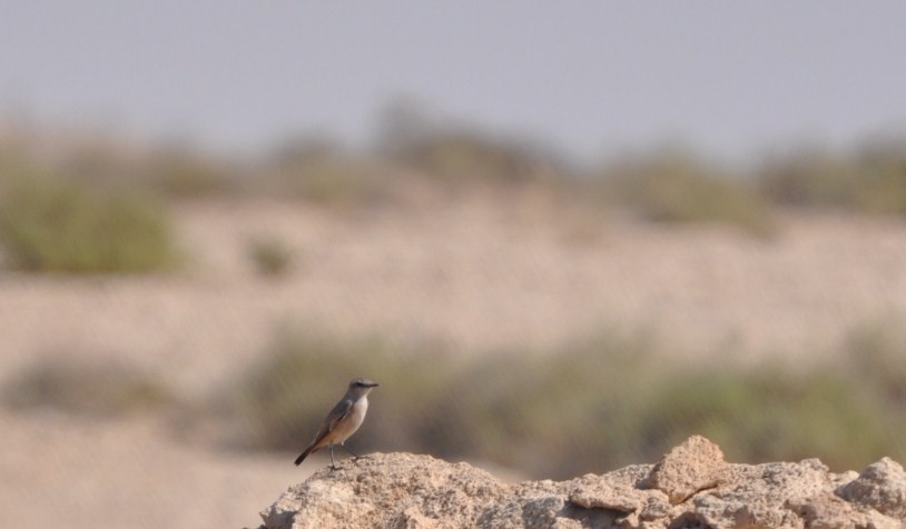 Persian Wheatear - ML623210656