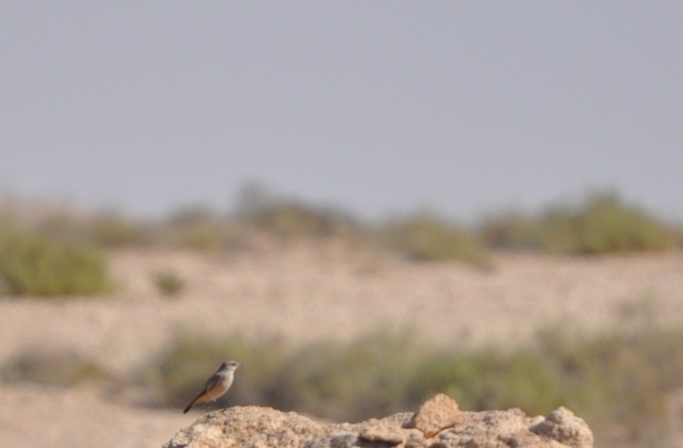 Persian Wheatear - ML623210657