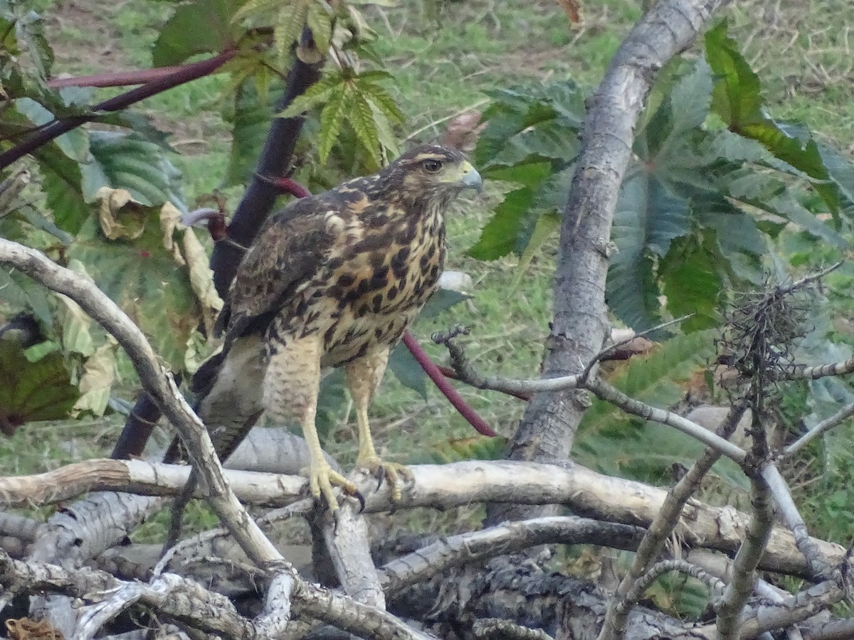 Harris's Hawk - ML623210667