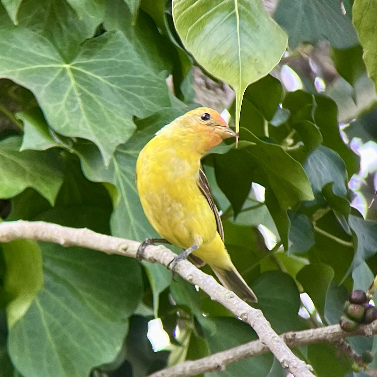 Western Tanager - ML623210685