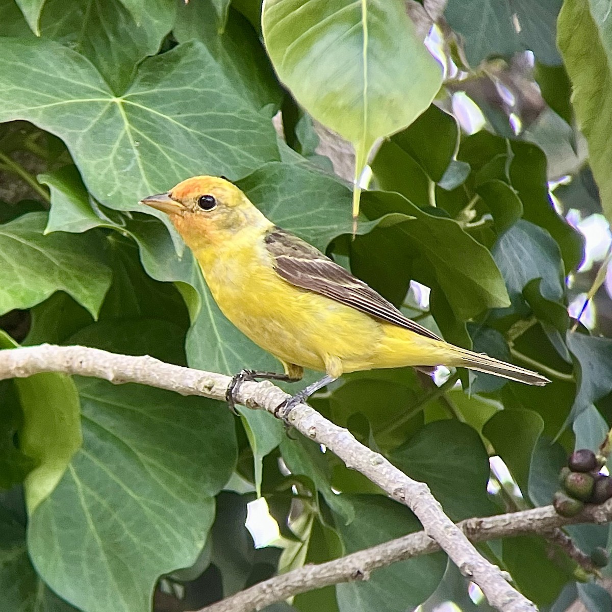 Western Tanager - ML623210686