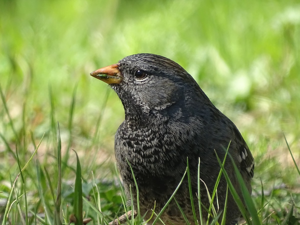 Mourning Sierra Finch - José Ignacio Catalán Ruiz