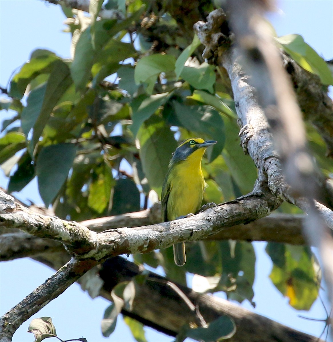 Slaty-capped Shrike-Vireo - ML623210766