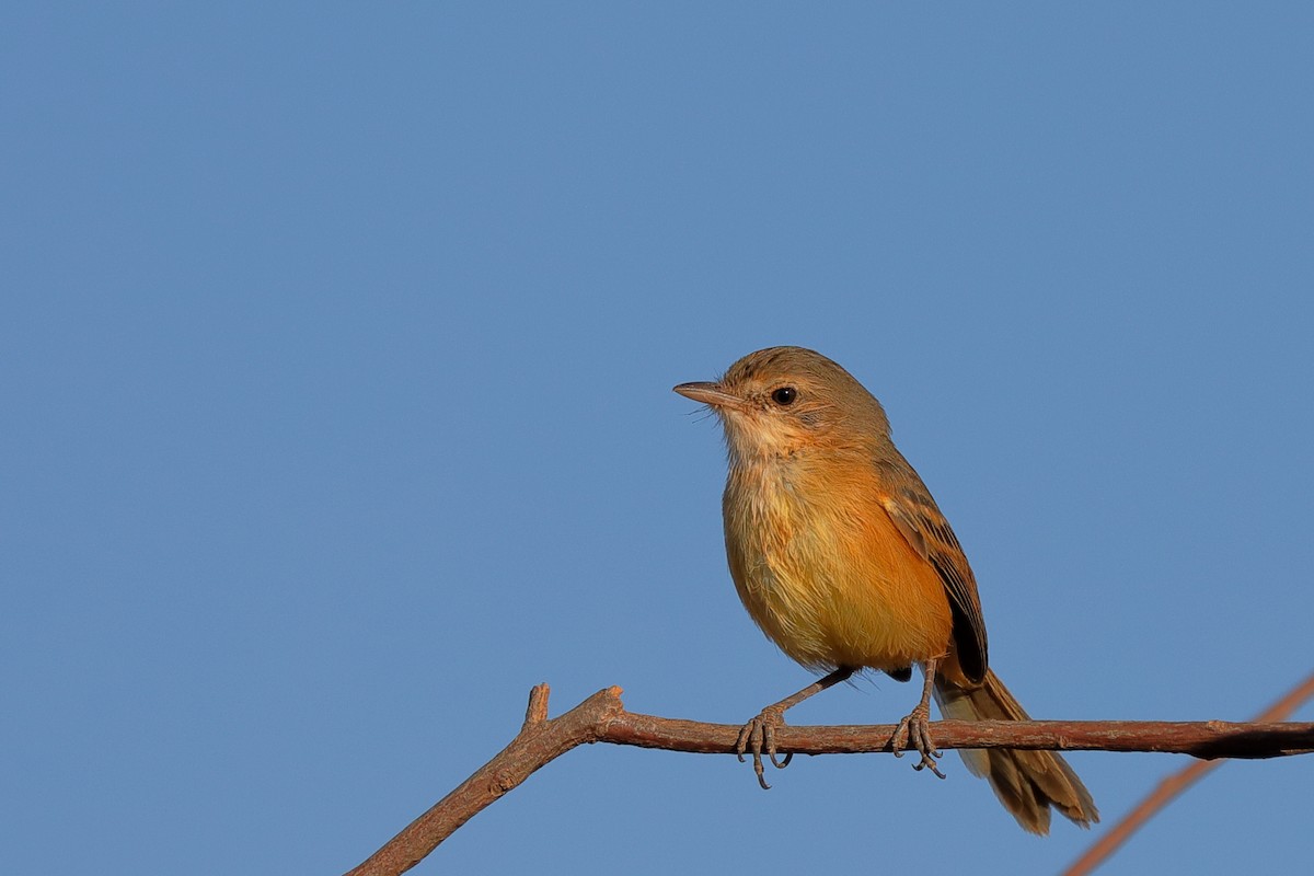 Rufous-sided Scrub-Tyrant - ML623210825