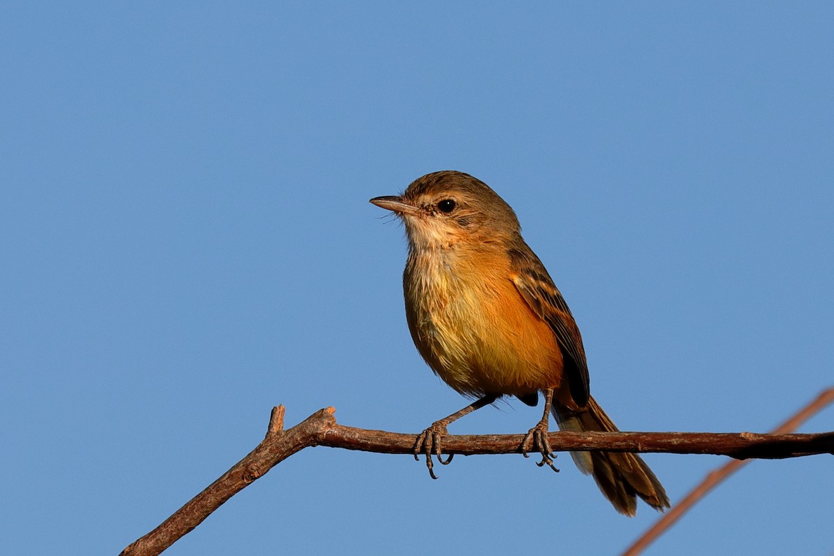 Rufous-sided Scrub-Tyrant - Jean Broadhvest