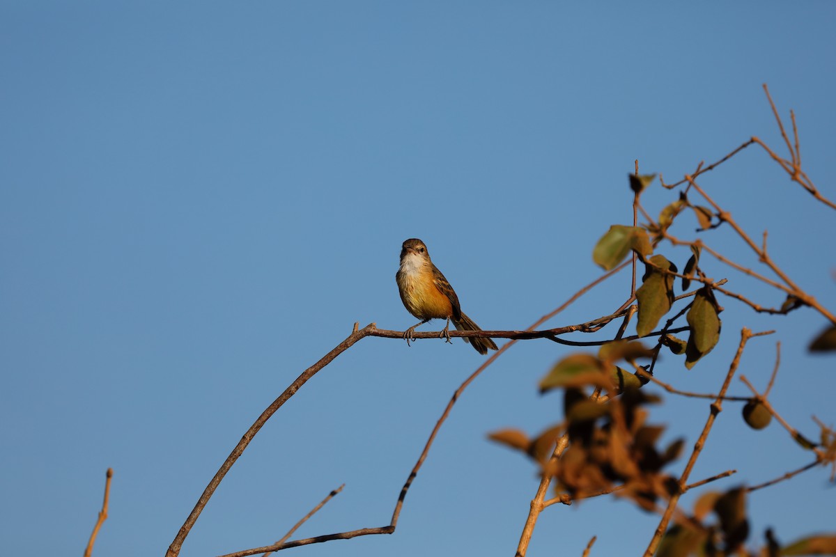 Rufous-sided Scrub-Tyrant - ML623210830