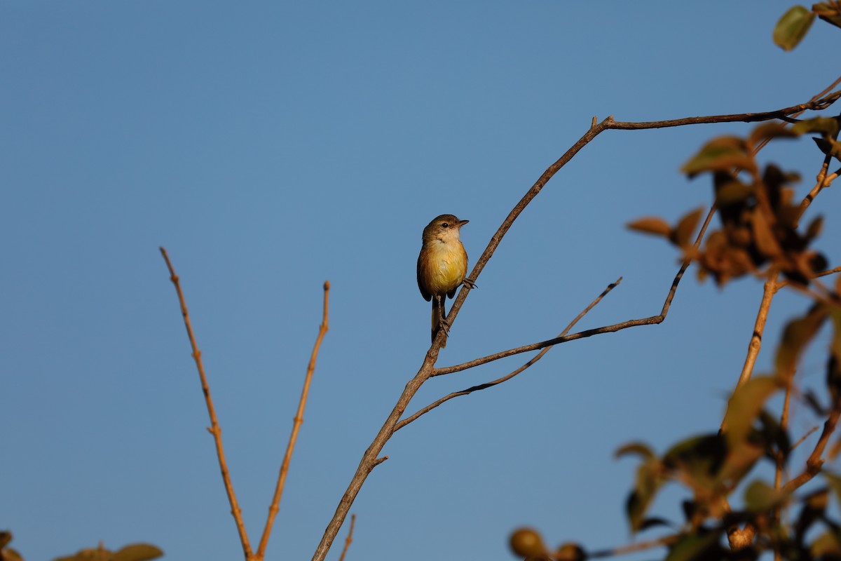 Rufous-sided Scrub-Tyrant - ML623210832