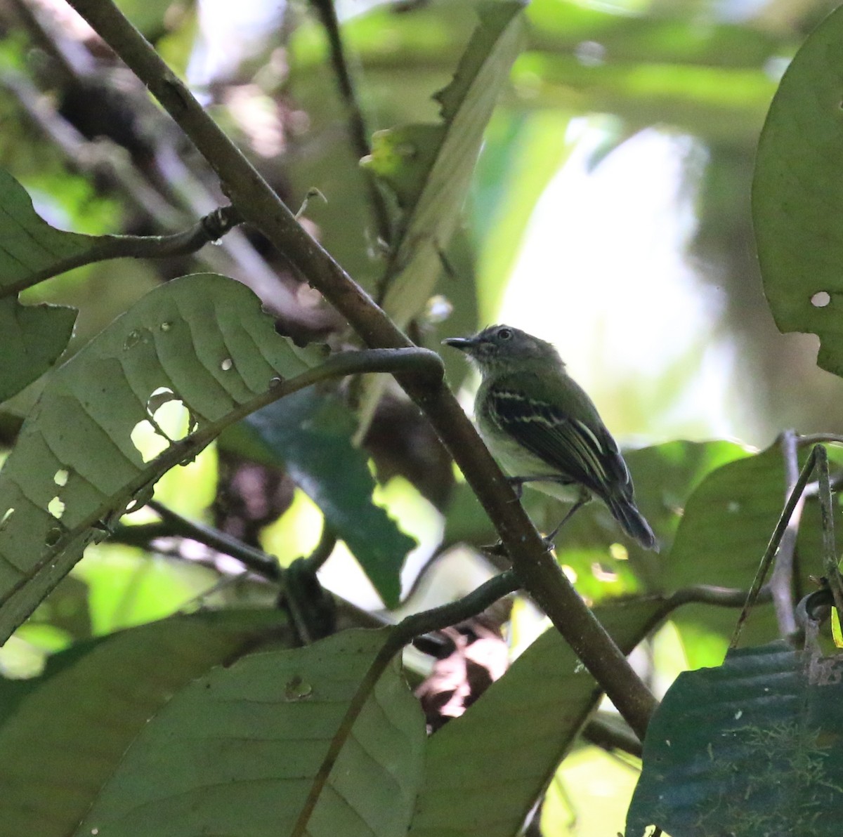 White-eyed Tody-Tyrant - ML623210833