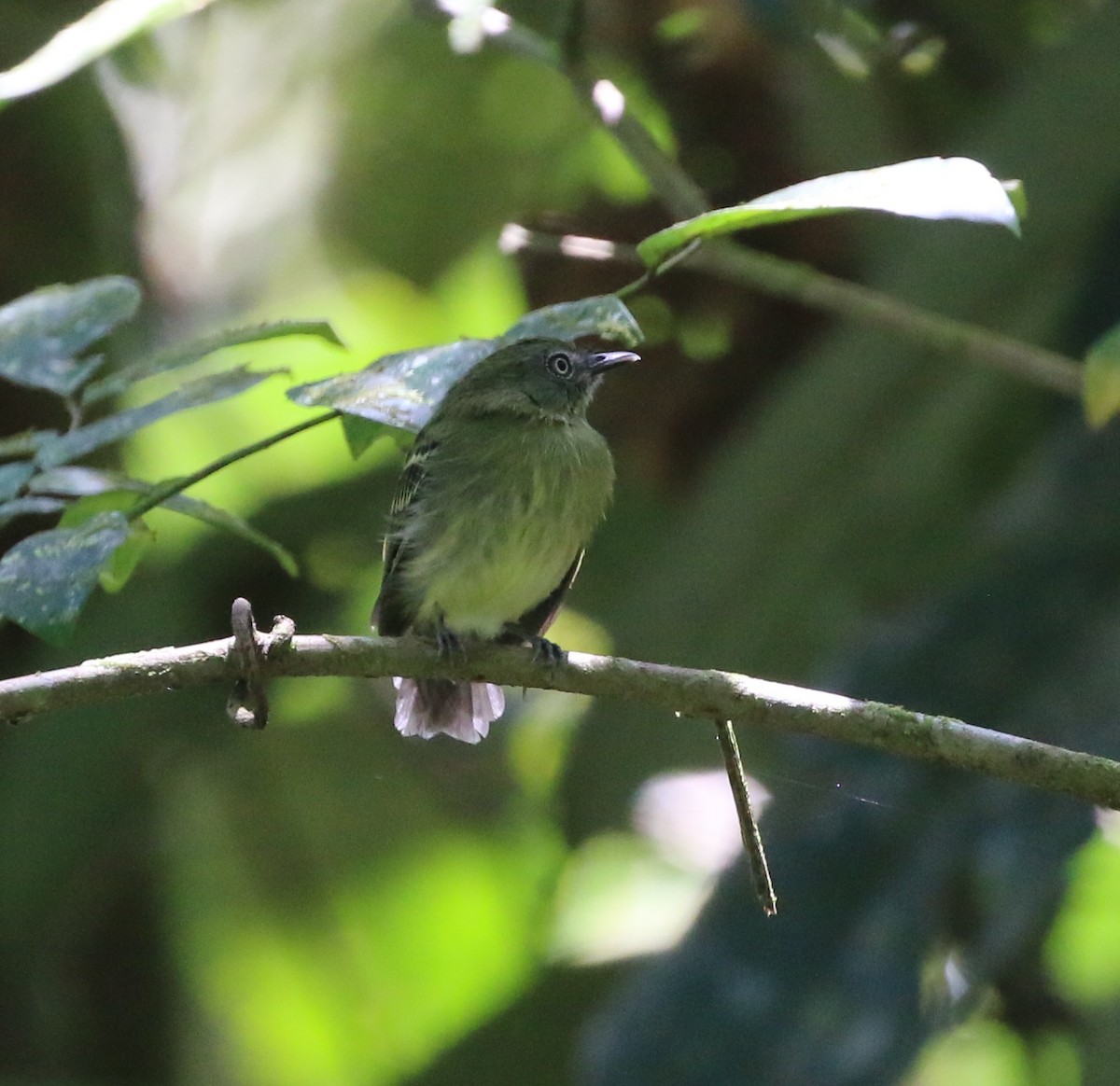 White-eyed Tody-Tyrant - ML623210845