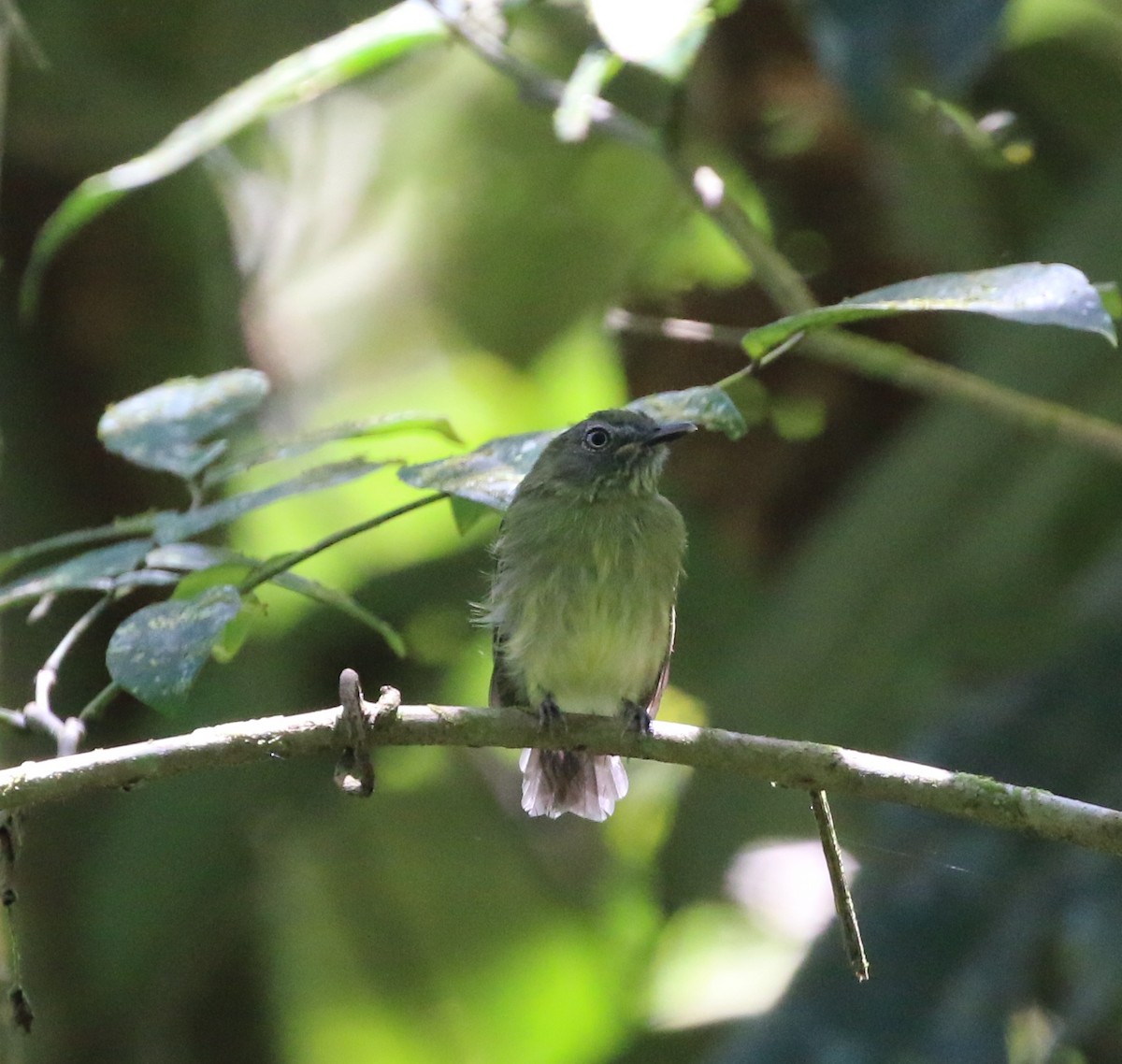 White-eyed Tody-Tyrant - ML623210850