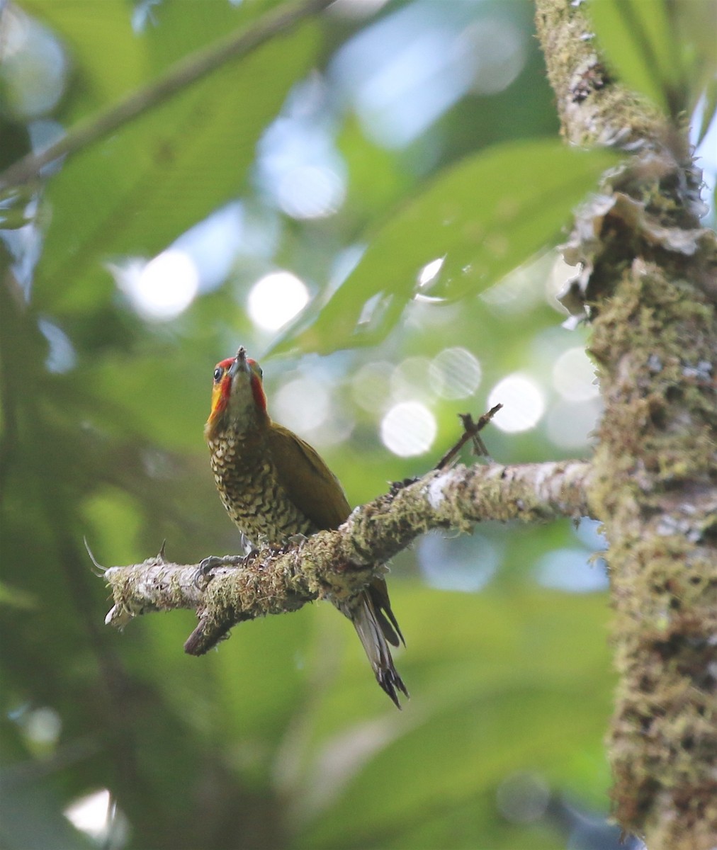 White-throated Woodpecker - ML623210867