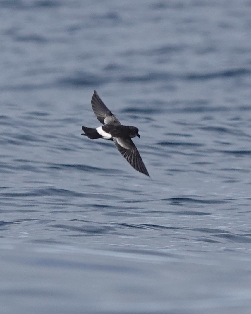 Pincoya Storm-Petrel - ML623210877