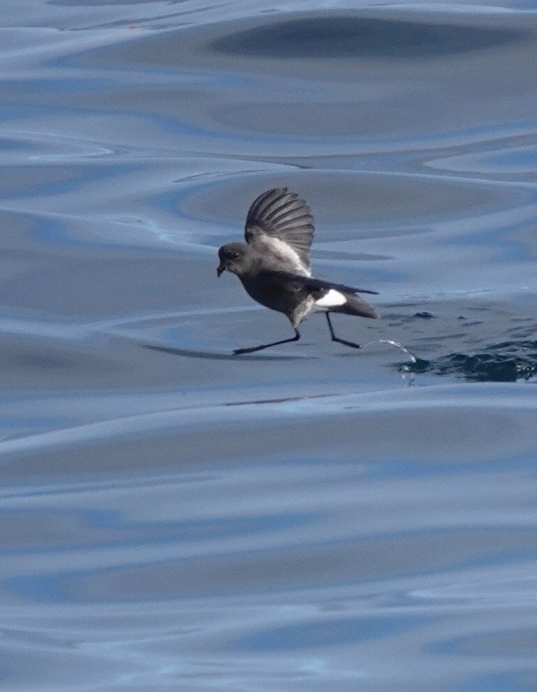 Pincoya Storm-Petrel - ML623210878