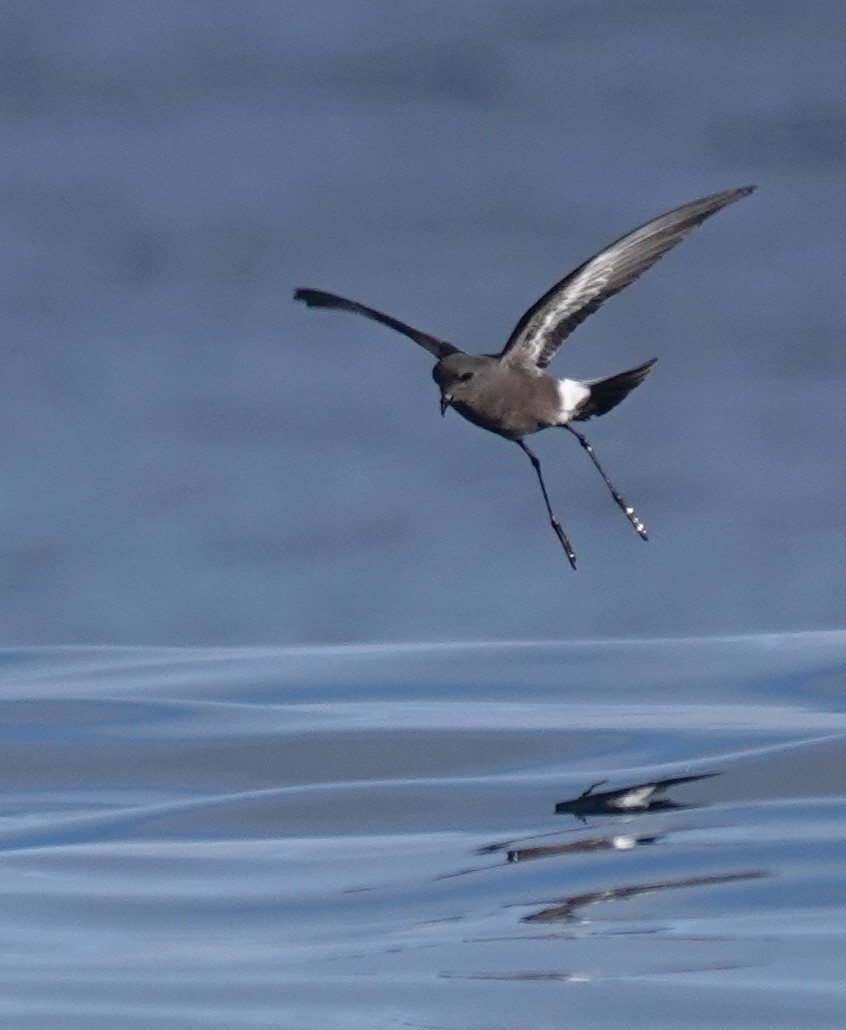 Pincoya Storm-Petrel - ML623210879