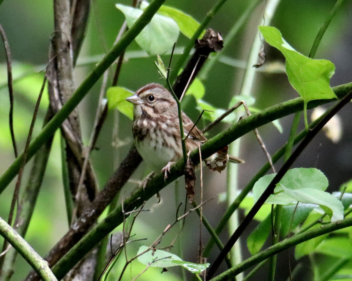 Song Sparrow - ML623210894