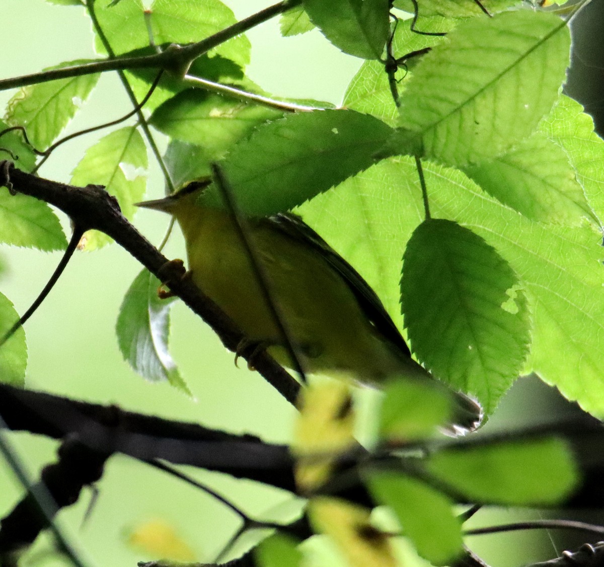 Blue-winged Warbler - ML623210938