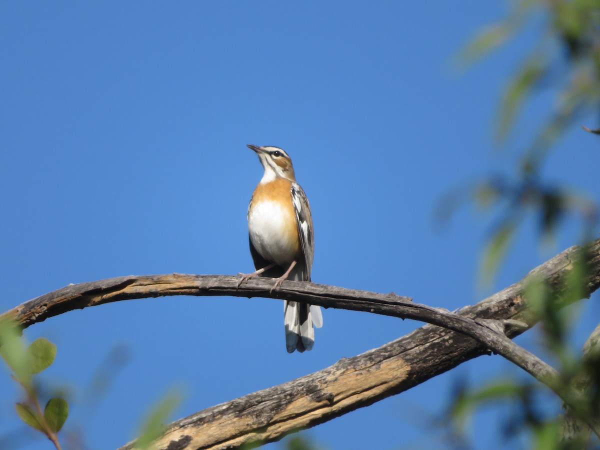 Bearded Scrub-Robin - ML623210943