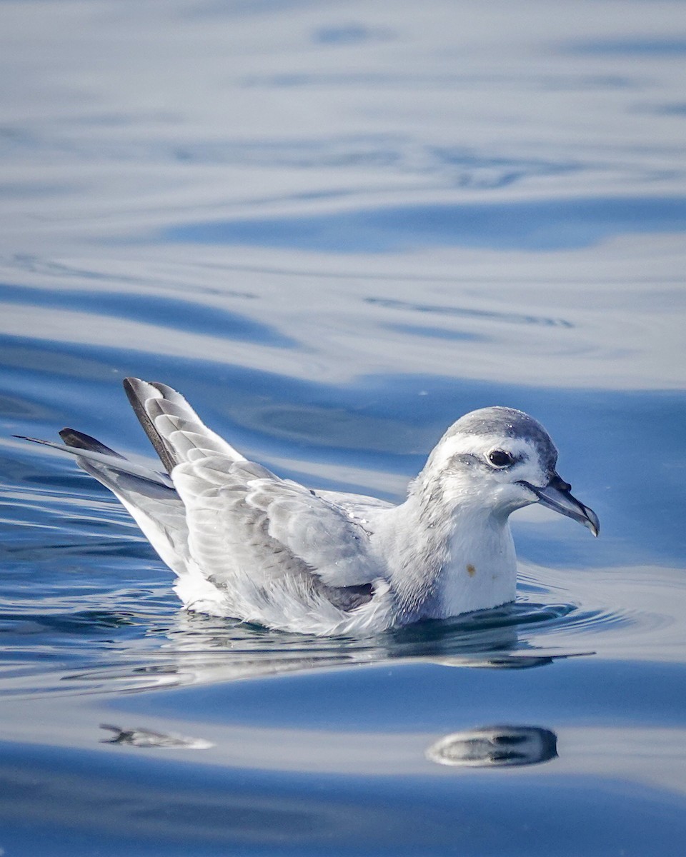 Slender-billed Prion - ML623211006