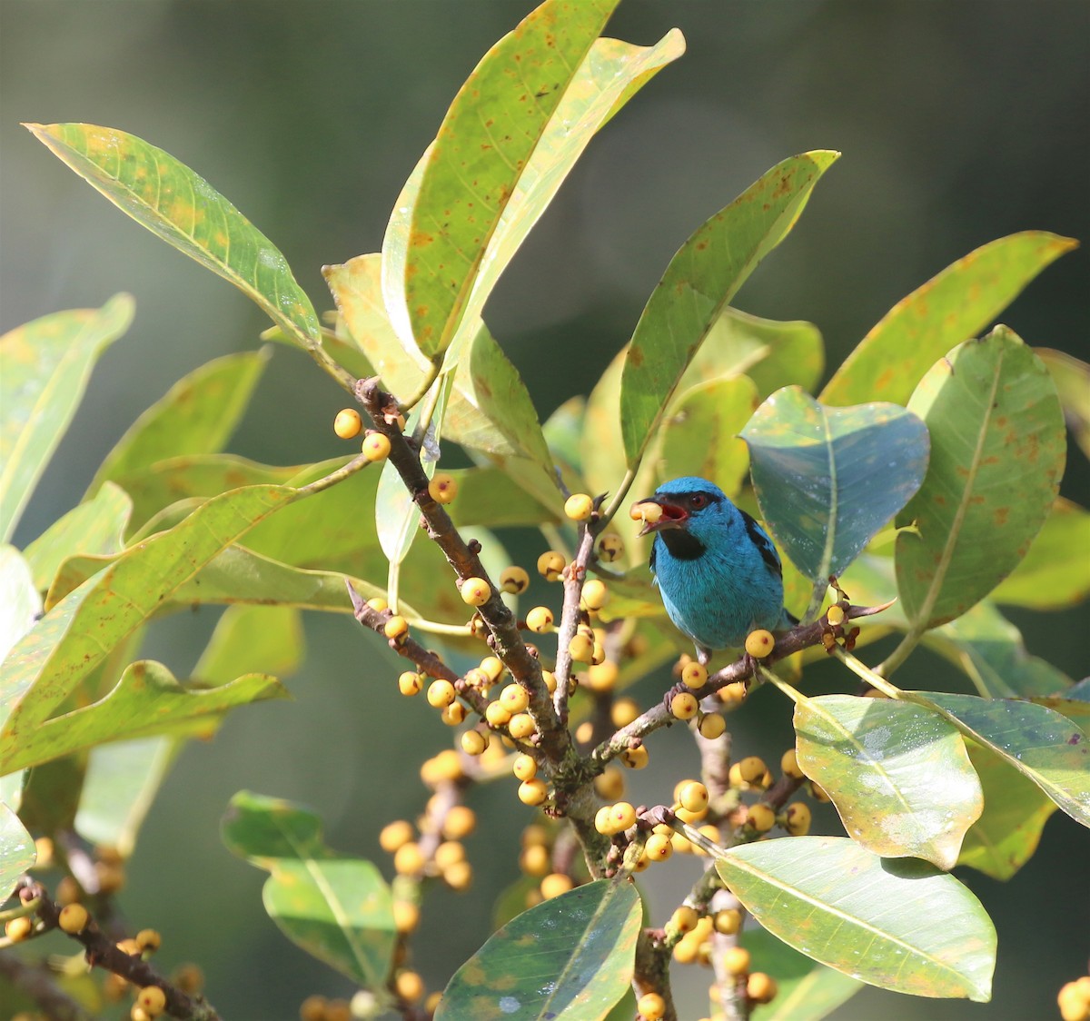 Blue Dacnis - ML623211027