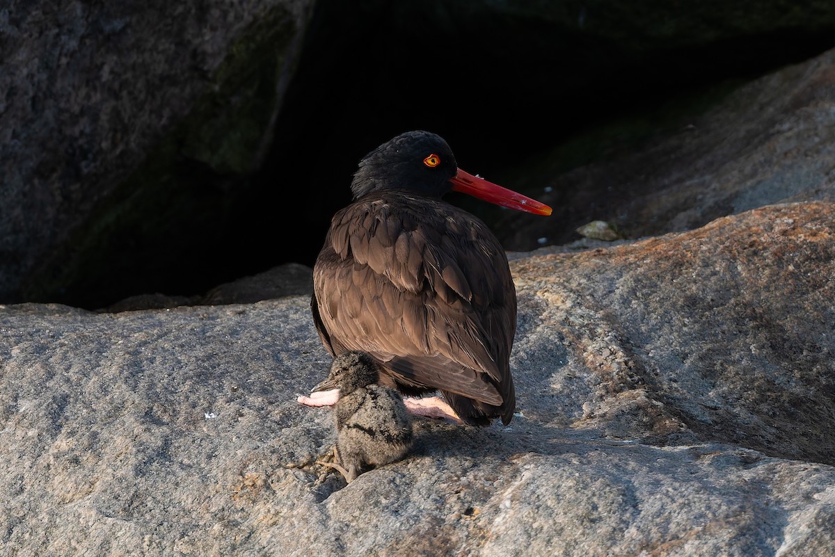 Black Oystercatcher - ML623211060