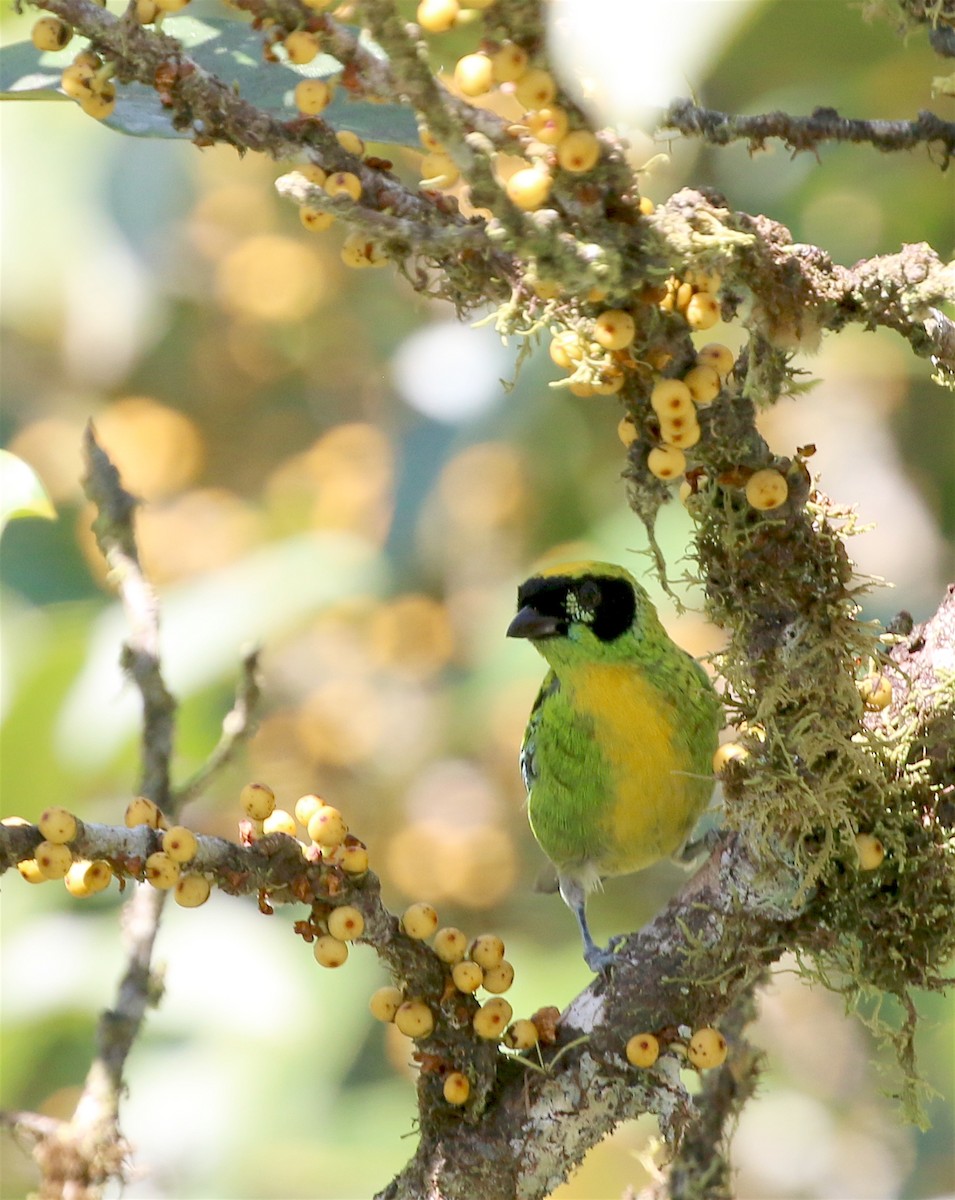 Green-and-gold Tanager - ML623211062