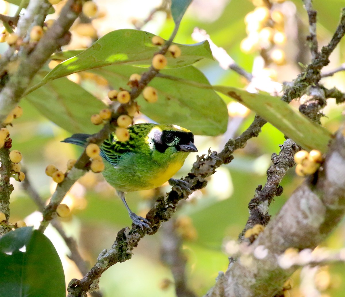 Green-and-gold Tanager - ML623211070