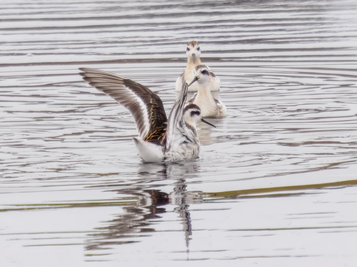 Red-necked Phalarope - ML623211084