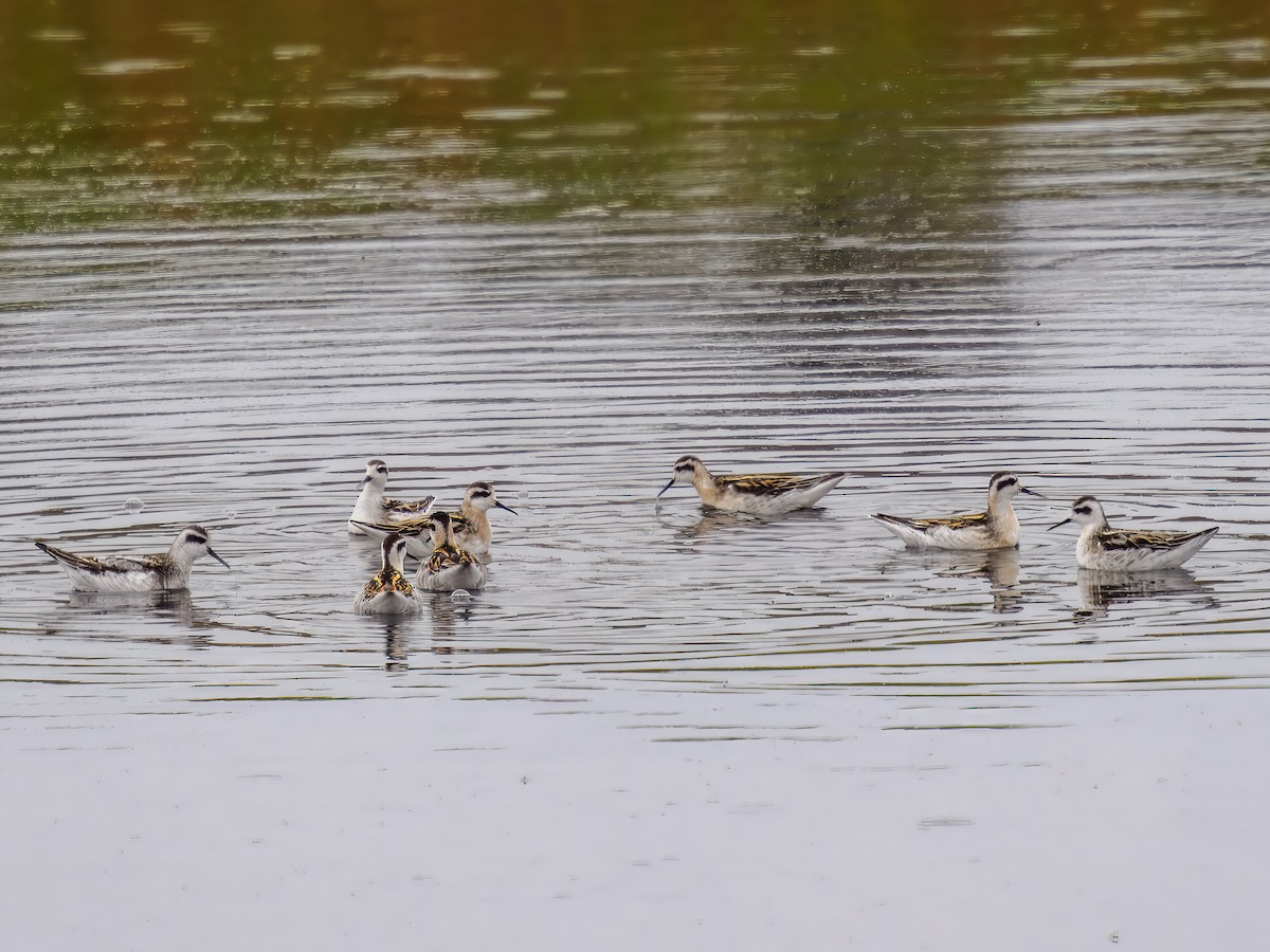 Red-necked Phalarope - ML623211087