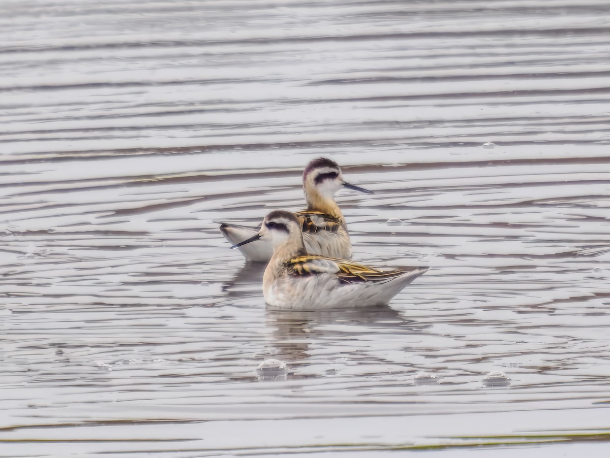 Red-necked Phalarope - ML623211088