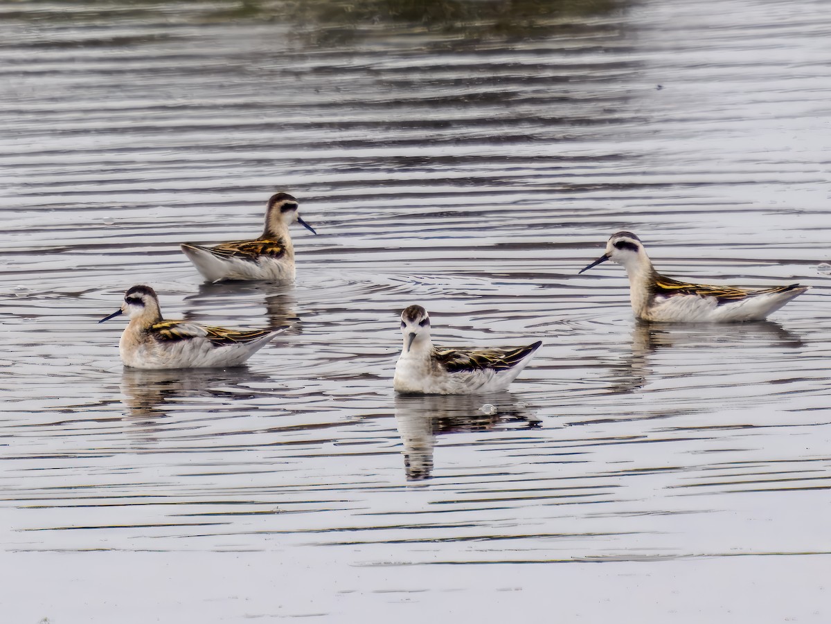 Red-necked Phalarope - ML623211090