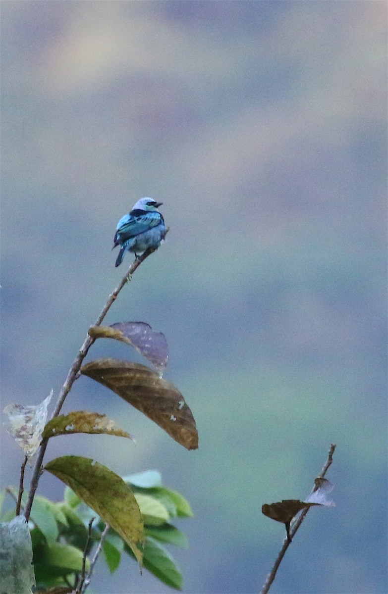 Masked Tanager - ML623211094