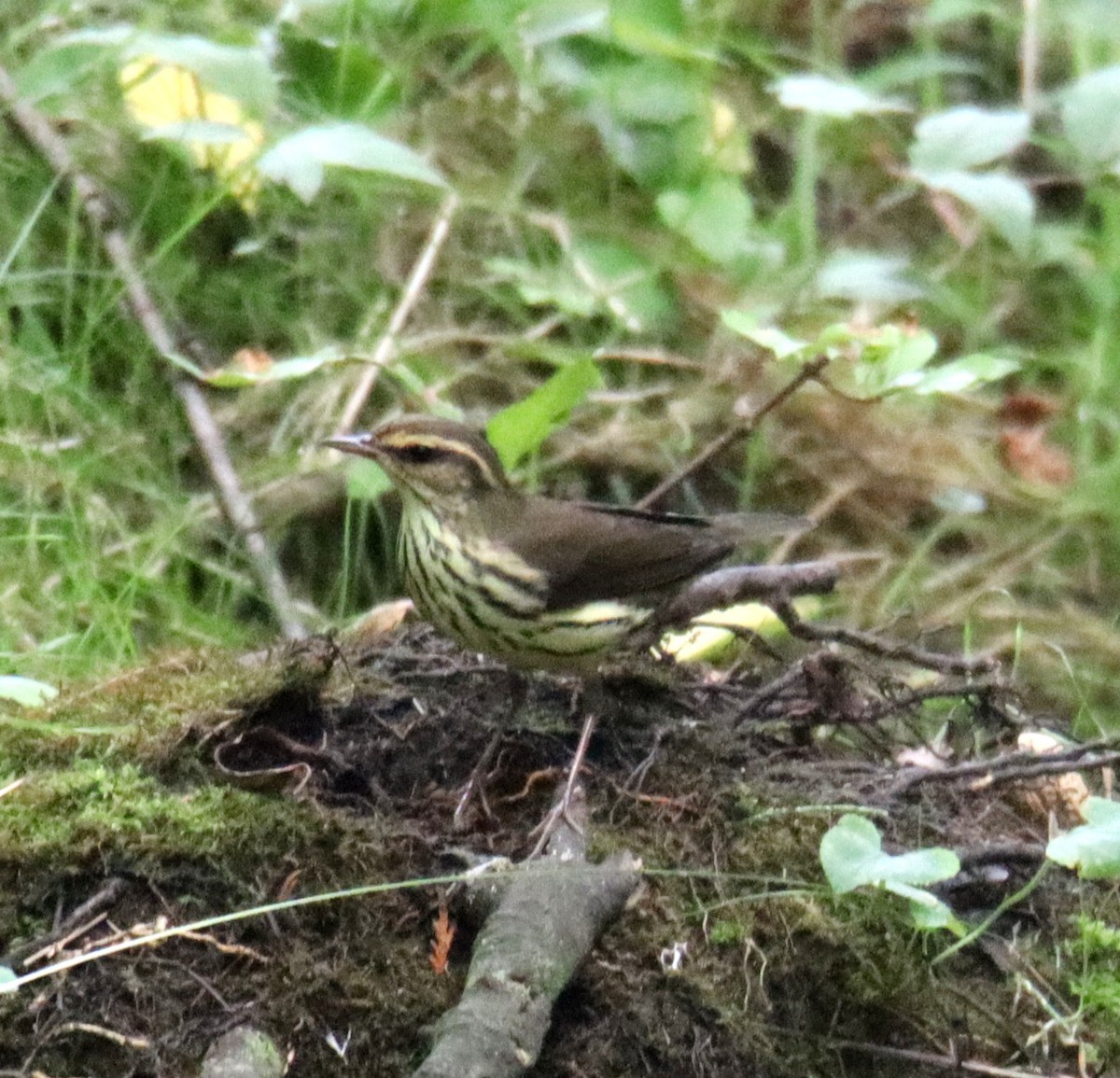 Northern Waterthrush - ML623211114