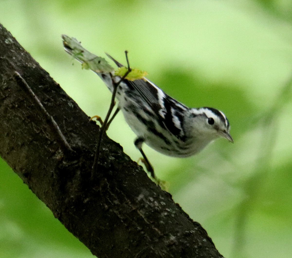 Black-and-white Warbler - Jackie Richards