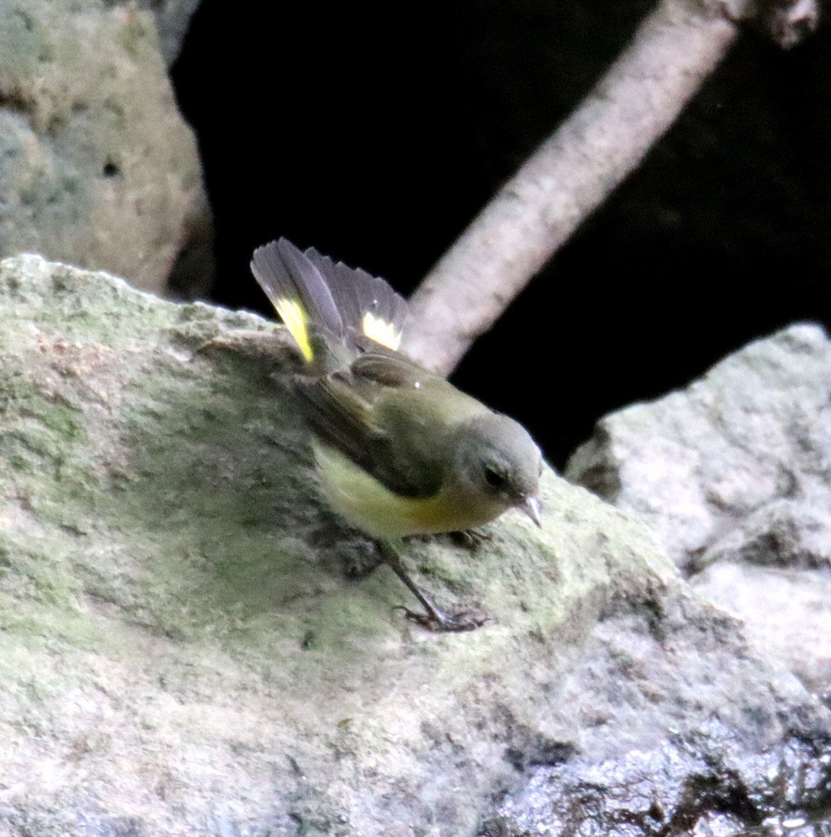 American Redstart - ML623211129