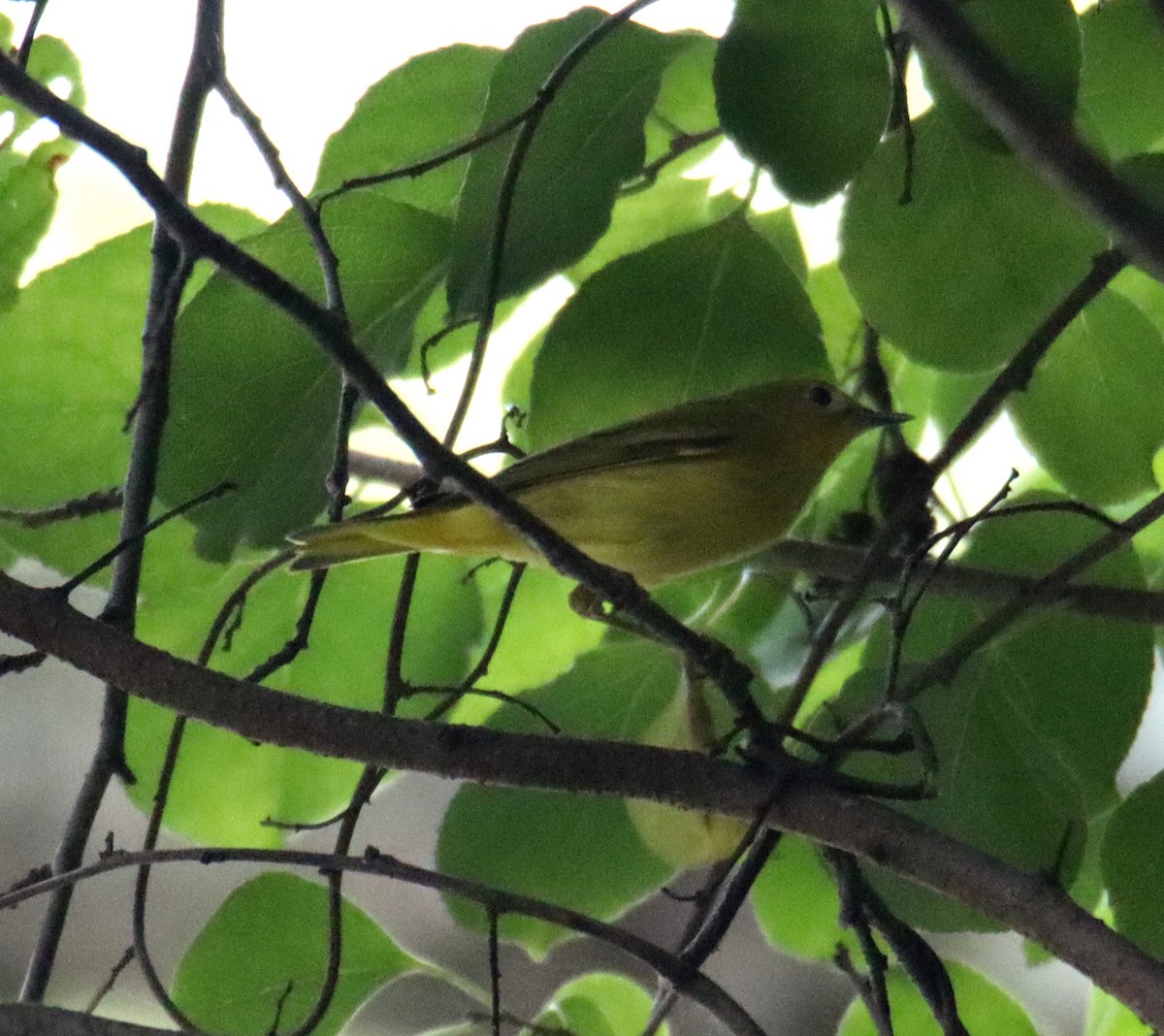 Yellow Warbler - ML623211131