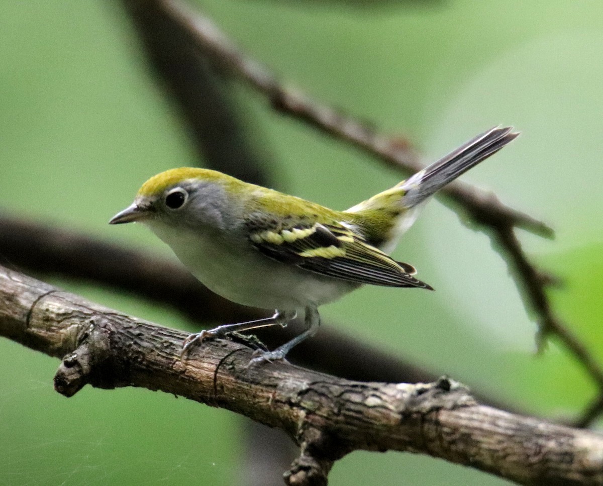 Chestnut-sided Warbler - ML623211138